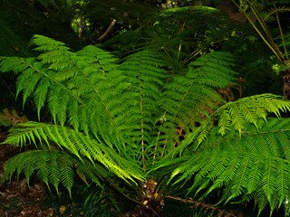 folha, planta, natureza, palma, natureza