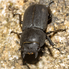 inseto, besouro, macro, natureza, besouros, 