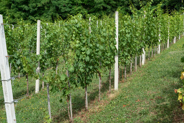 Fototapeta na wymiar Plantation of grape-bearing vines. Grape bushes in the orchard. Green fruit on the branches. Growing grapes on a hillside.