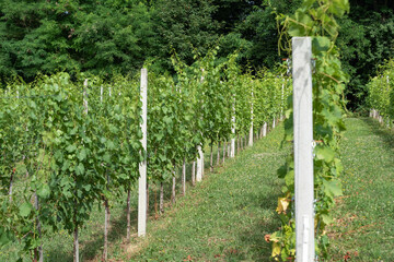 Plantation of grape-bearing vines. Grape bushes in the orchard. Green fruit on the branches. Growing grapes on a hillside.