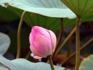 Lotus 2