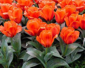 Giant Orange Sunset Tulips, Veldheer Tulip Gardens, Holland, MI