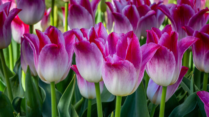 Tulips at Veldheer Tulip Gardens, Holland, MI