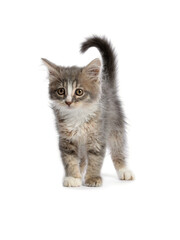 Cute fluffy kitten on white background. Baby animal