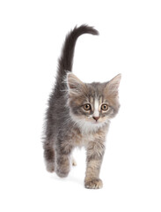 Cute fluffy kitten on white background. Baby animal