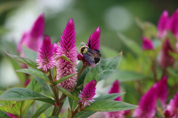 Bumblebee on plumed cockscomb