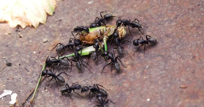 black wood ants eating dead cricket