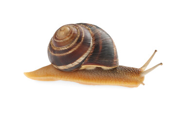 Common garden snail crawling on white background