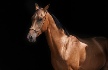 Obraz na płótnie Canvas Beautiful bay horse portrait