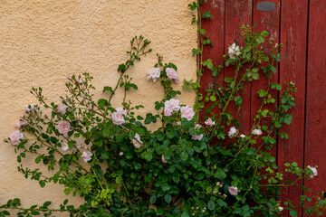 Wall of roses