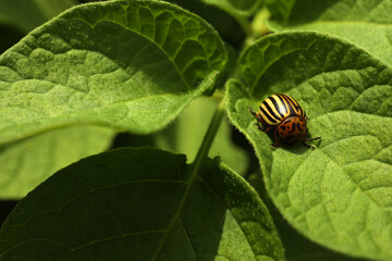 Colorado potato beetle on green plant outdoors, closeup