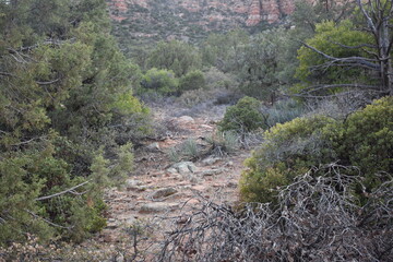Obraz premium Red Rock State Park in Sedona Arizona