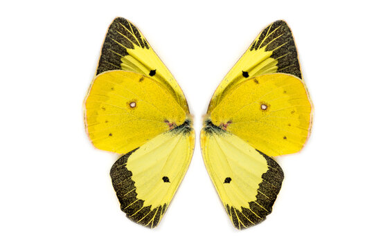 Mirrored black and yellow butterfly wings over a white background