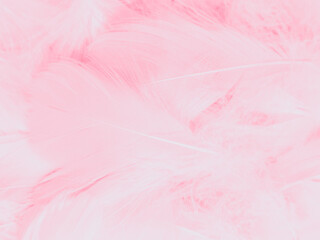 Beautiful abstract light pink feathers on white background,  white feather frame on pink texture pattern and pink background, love theme wallpaper and valentines day, white gradient