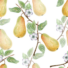 Branch with pear fruit and flowers. Watercolor illustration. 
