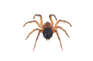 Ground spider isolated on white background, Haplodrassus sp.
