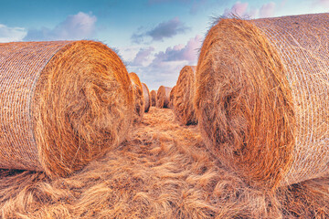 Large alfalfa hay bales in field in sunset, agriculture and farming concept - obrazy, fototapety, plakaty