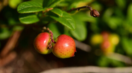 unripe cranberry berries on a bush in summer