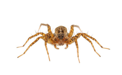 Thinlegged wolf spider with egg sac isolated on white background, Pardosa sp.
