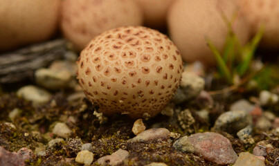 wild mushrooms in summer in nature