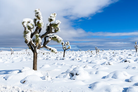 A Joshua Tree In Snow