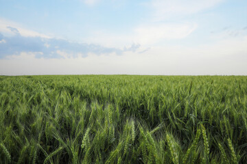 Beautiful view of field with ripening wheat