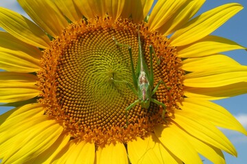 Green locust resting on sunflower in the field, closeup