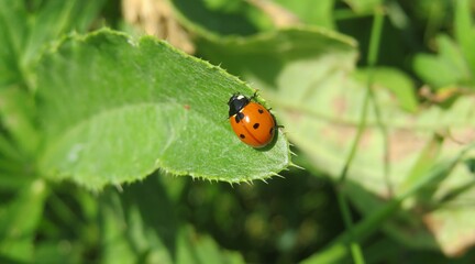 Ladybug on a green leaf in the garden, panoramic view