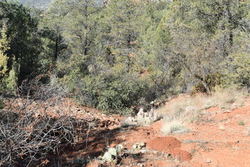 Bell Rock Trailhead in Sedona Arizona