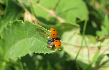 Ladybug with spread wings on green leaf in the garden, closeup