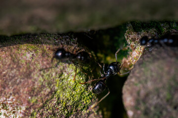Starke Ameisen arbeiten an einem Felsen