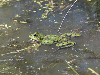 Male Marsh Frog in a Pond