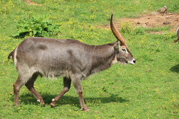 beautiful wild animals boiling horns safari antelopes gazelles