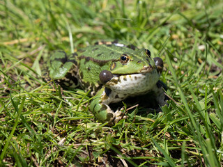 Male Marsh Frog Bellowing
