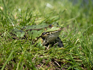 Male Marsh Frog