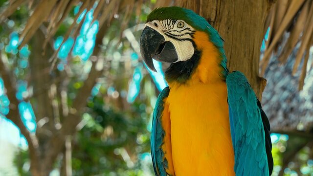 blue and yellow macaw