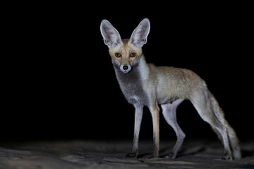 fox