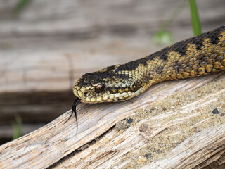 Adder Snake Head. Tongue Out.
