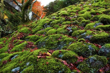 岩に生える苔