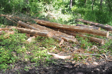 Fototapeta premium Tree trunk logs with bark in a forest after forest felling or tree clearing