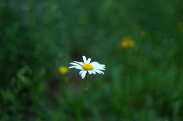 daisies in a field © Владимир Петров