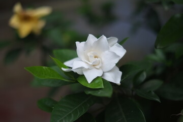 white rose