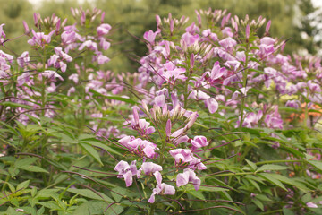 Obraz premium Cleome or also Spider flower. Spider flower colony in the park.