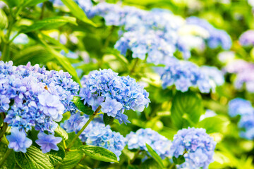 紫陽花、あじさい、アジサイ、はな、花、
公園、夏,自然, 花, 紫, 庭, 植える, ピンク, 全盛期, 咲く, すごい, サマータイム, 美しさ, 葉, 木, フローラル, まとまる, ブランチ, 葉,色, 植物, 季節, 青, アップ, 開花, 花びら, 低木, ベ植える, ガーデニング, 植物学, 日, アウトドア, アップ, つぼみ, 茎