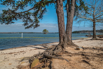 Trees on the beach at the lake