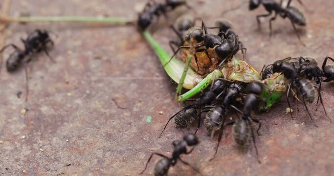 black wood ants eating dead cricket