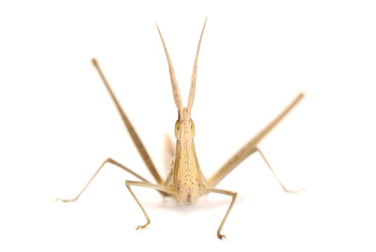 Grasshopper Acrida ungarica, Cone-headed or Nosed grasshopper and Mediterranean slant-faced isolated on white background, macro