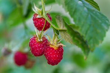 Ripe raspberries close-up on a branch with leaves on a blurred background