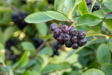 Aronia melanocarpa (black chokeberry) ripe berries on the branch. Closeup.