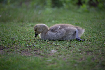 Entenbaby im Gras